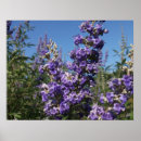 Search for purple tree posters Blue