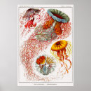 Search for cnidaria posters Hydrozoa
