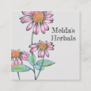 Search for echinacea Coneflower
