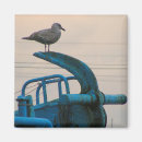 Search for seagull magnets Coast