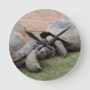 Search for tortoise clocks Reptile