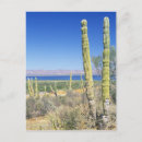 Search for mulege Landscape