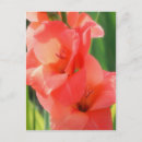 Search for gladiola postcards Nature