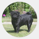 Search for black pug stickers Mops