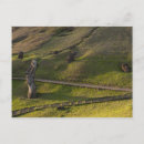 Search for easter island chile postcards Nui