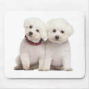 Search for frise electronics White bichon frise
