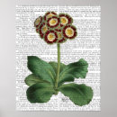 Search for primula posters Flowers