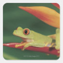 Search for sit in stickers Frog