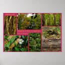Search for limbs posters Nature