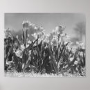 Search for black and white flower posters Tulip
