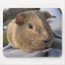 Search for guinea pig mouse mats Cavy