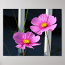 Search for cosmo posters Pink