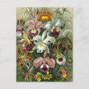 Search for vintage orchid postcards Botany