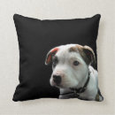 Search for bull terrier cushions Apbt