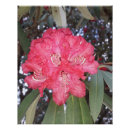 Search for red tree posters Nature