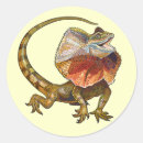 Search for necked stickers Dragon