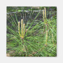 Search for needle magnets Pine
