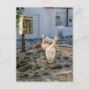 Search for pelicans postcards Vacation