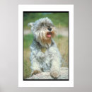Search for miniature schnauzer posters Dog