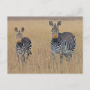 Search for savanna postcards Africa