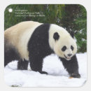 Search for giant stickers Bear