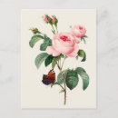 Search for cabbage rose postcards Pink