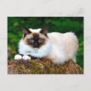 Search for felis postcards Feline