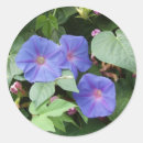 Search for morning glory flowers stickers Blue