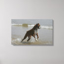 Search for boxer dog canvas prints Bob and pam langrish