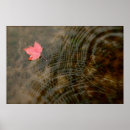 Search for red maple posters Leaf