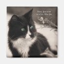 Search for adoption magnets Cats