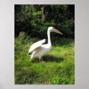 Search for pelican posters Wild