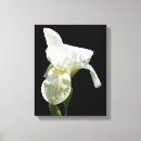 Search for iris canvas prints White