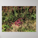 Search for bogs posters Harvest