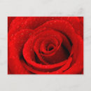 Search for red rose birthday cards Beautiful