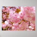 Search for cherry blossom posters Flower