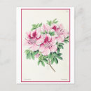 Search for azalea postcards Pink