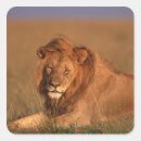 Search for body hair stickers Animal