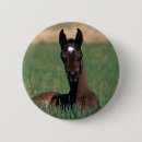 Search for lying down badges Horse
