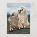 Search for animals of north america postcards Bird of prey