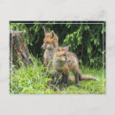 Search for rainy weather postcards Animals