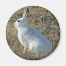 Search for hares magnets White rabbits