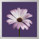 Search for purple flower posters Daisy