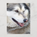Search for wolf portrait postcards Wolves