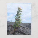 Search for lava vertical postcards Hawaii