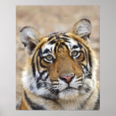 Search for tiger wall posters Asian