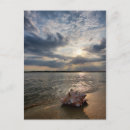 Search for beach shells postcards Nautical