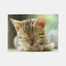 Search for little kitty Kitten