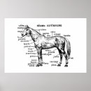 Search for skeleton anatomy posters Horse