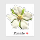 Search for magnolia blossom stickers Flowers